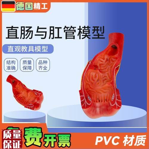 德国】消化系统人体解剖模型肠道解剖生物教P学模型直肠与肛管模