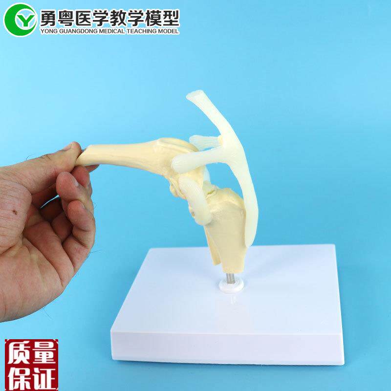 犬膝关节模型n狗骨骼模型宠物狗膝关节模
