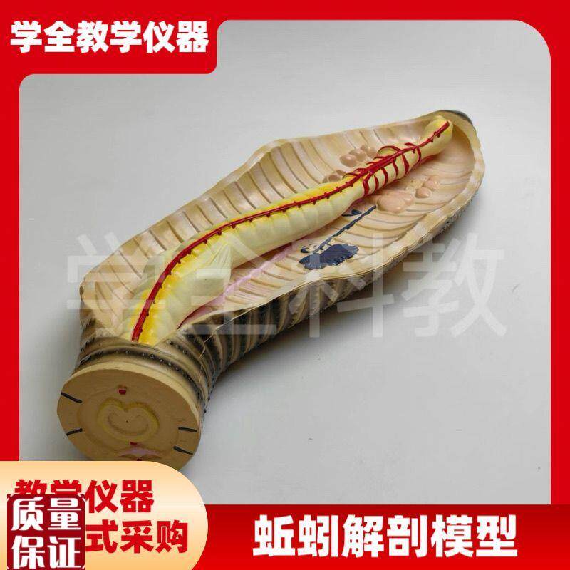 蚯蚓解剖模型蚯蚓结构初高中生物教学器具教学仪器Z实验器材教