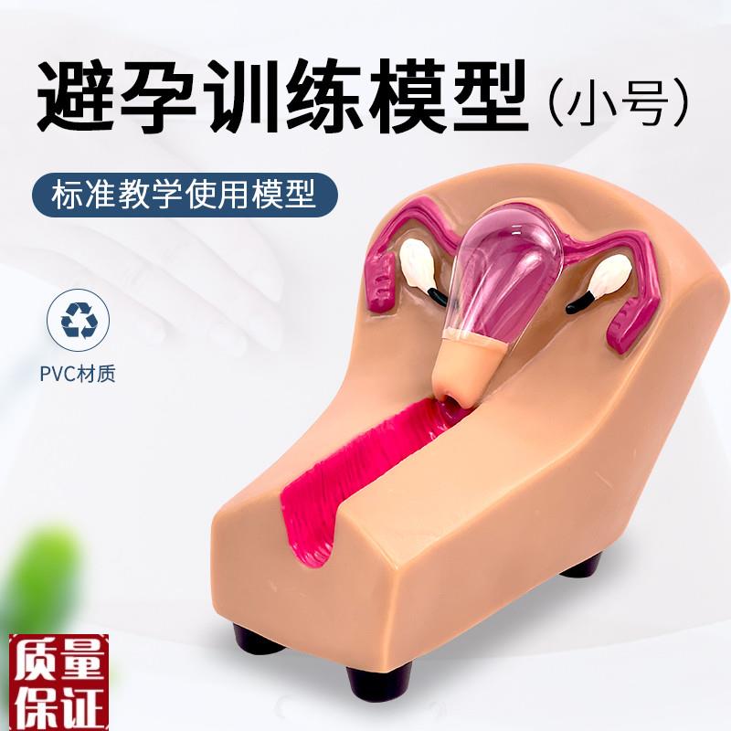 女性宫内避孕器及训练模型子宫生G殖器官教学模具上环取环练