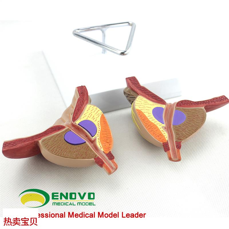 ENOVO颐诺医学前列腺解剖模型BPH前列腺检查模U型男性前列腺生殖