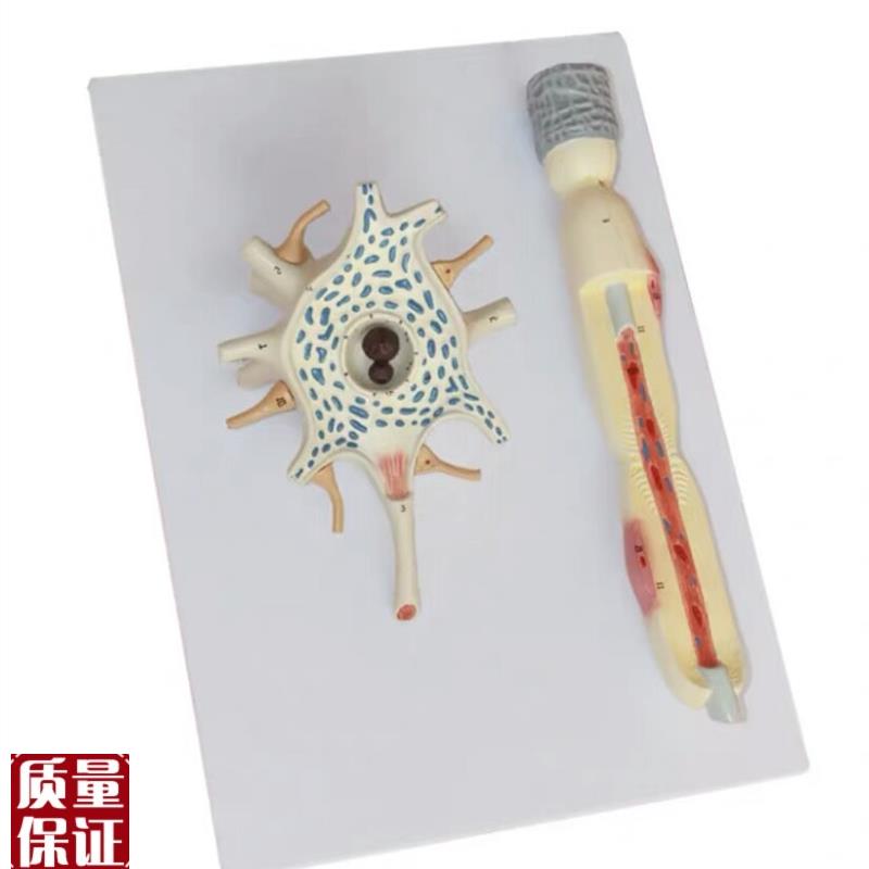 人体自主神e经元胞体和神经纤维结构放大解剖模型医用大脑解神经