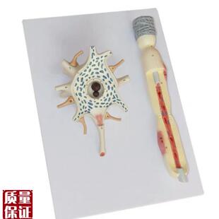 人体自主神e经元胞体和神经纤维结构放大解剖模型医用大脑解神经