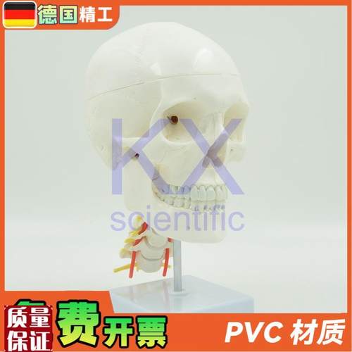 德国】自然大可拆白头骨带颈椎神经模型1M比1骨科医学教学口腔颅
