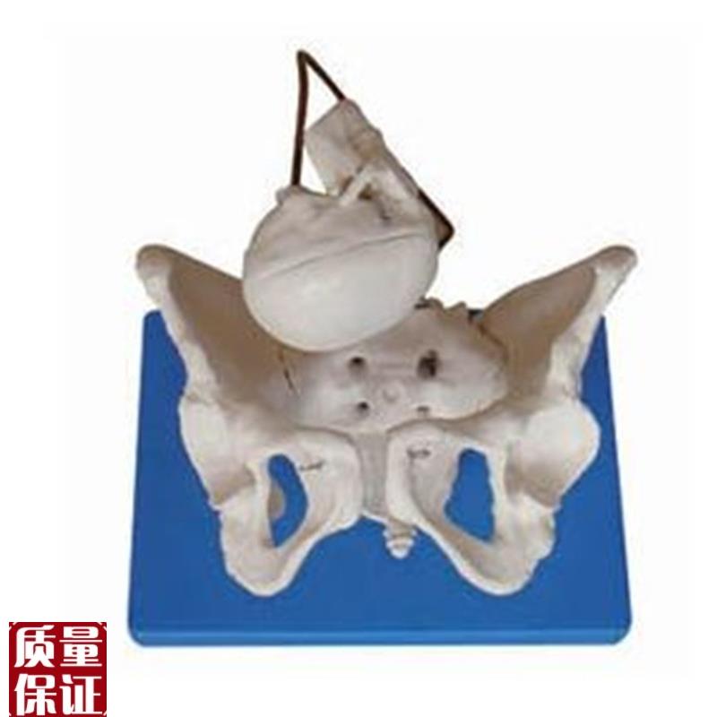 胎儿助产示教模型女性盆t骨模型分娩骨盆模型分娩示教骨盆模