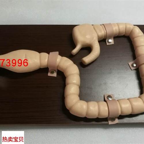 乙状结肠镜h检查模型大肠肠道病变检查模型
