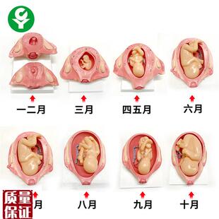 胎儿妊娠发育过程模型 妊娠胚胎发育模.型计划生育 怀孕胎儿模型