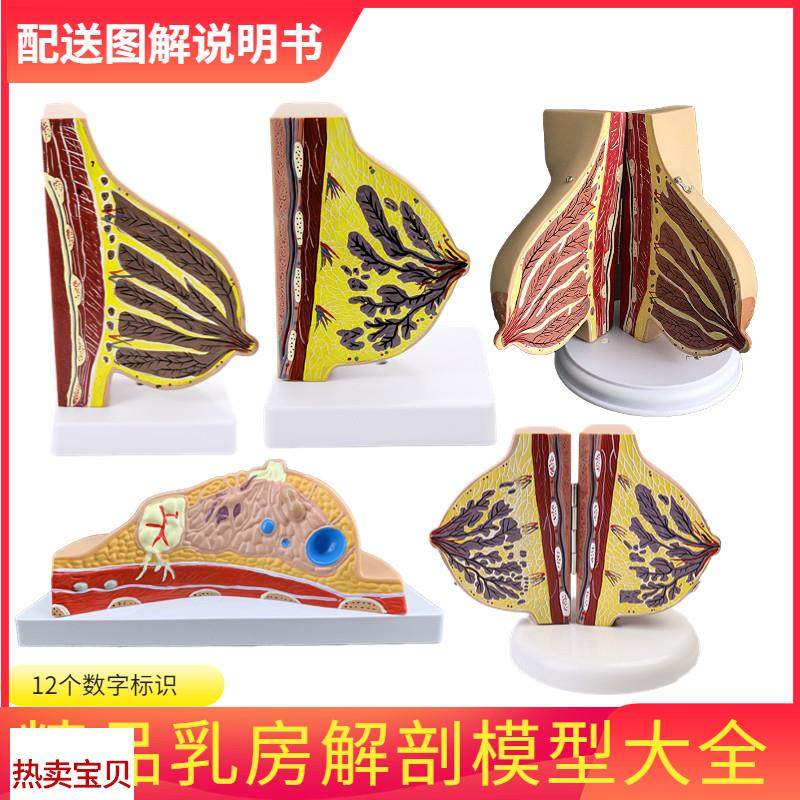哺乳期乳房模型j胸部解剖乳房结构造乳房催乳师教具乳腺病变模型