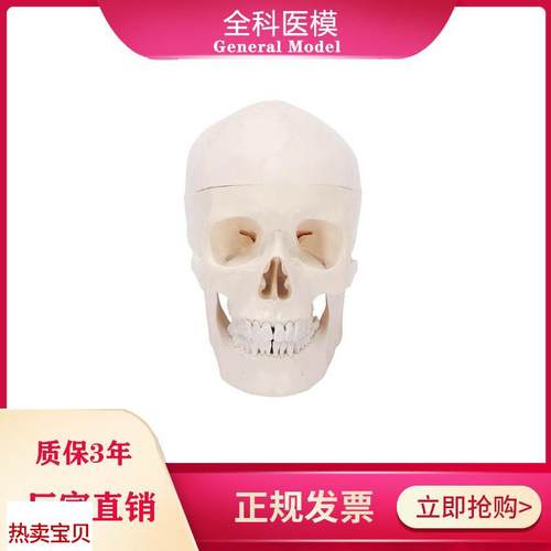 自然大头骨f模型人体头颅骨标本骨缝线解剖结构教学展示仿真骷髅