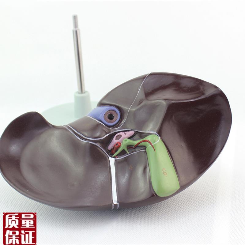 ENOVcO颐诺医学人体肝脏模型肝解剖模型肝门胆囊胆管结构消化