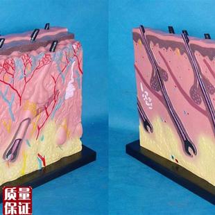 大型人体皮肤放大解剖模F型人体模型医用教学模