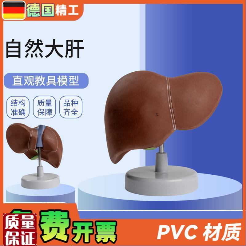 德国】自c然大肝自然大医学教学模型人体解剖模型肝胰解剖