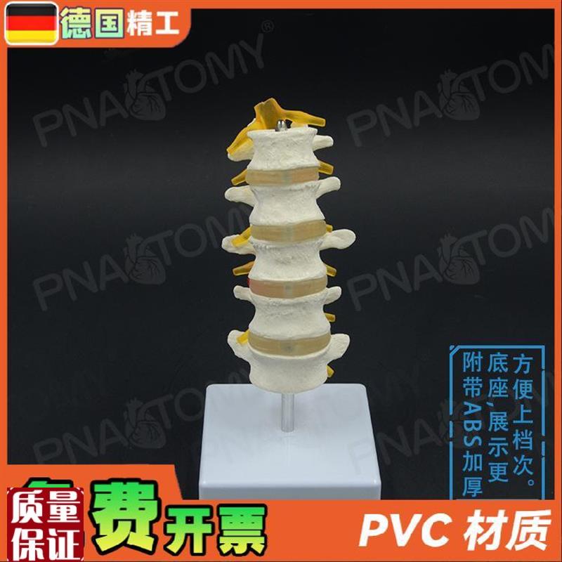 德国】1比1医学人m体五节腰椎脊柱骨骼模型椎间盘脊神经骨科疼痛