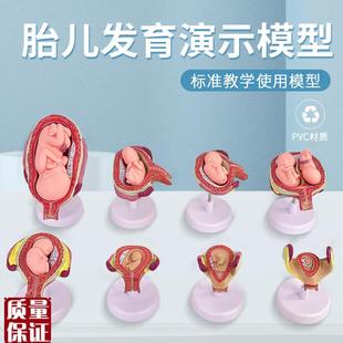 妊娠发育过程模型m胚胎计划生育模型计生展示模型胎儿模型子