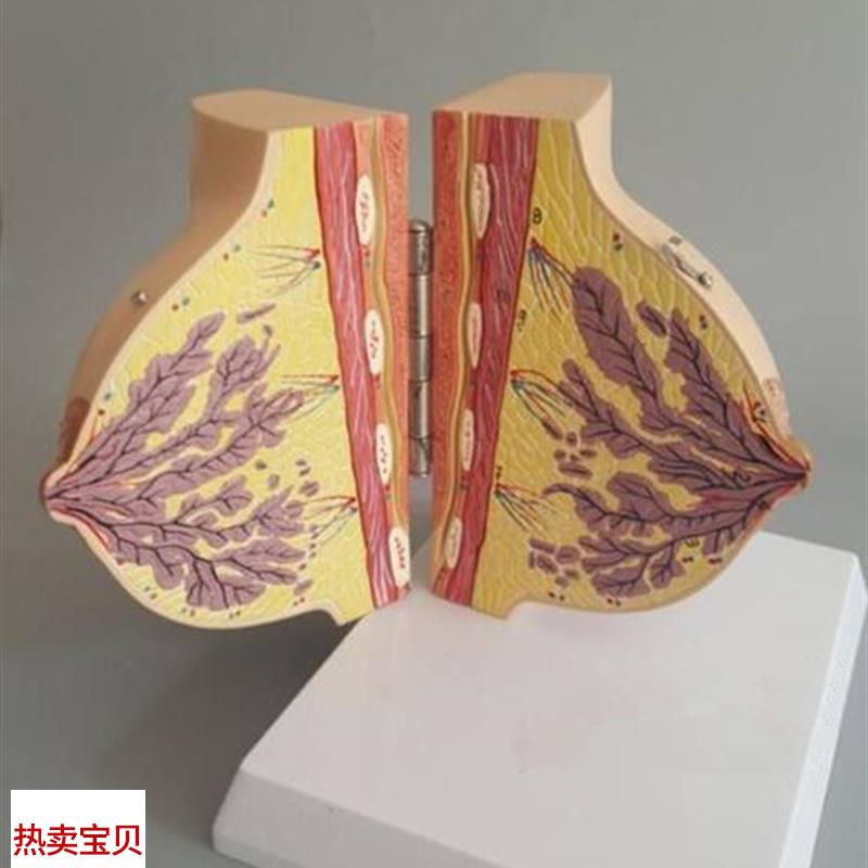 静止期女性乳房解剖模型妇科胸部示.范教学标本