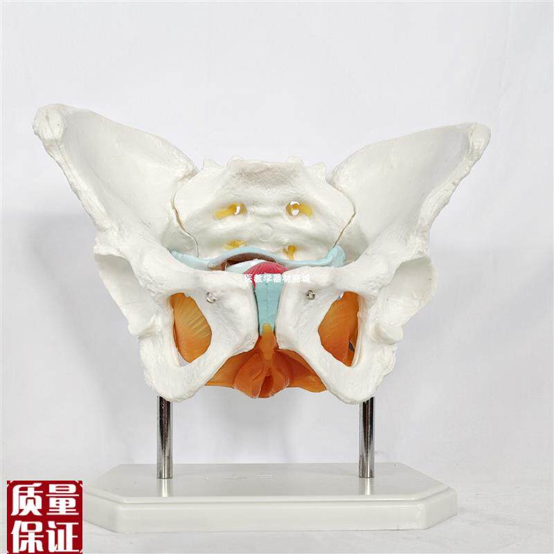 可拆卸女性盆骨带盆底肌肉模y型子宫产科分娩助产教具产后修复月
