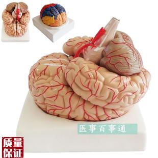 人脑解剖模型脑结构模r型大脑模型脑动脉模型脑血管分布脑