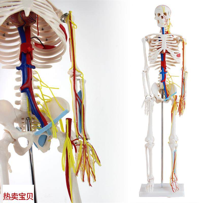 颐诺正品医用85CM人体骨骼带心脏与血管模型V小针刀骨骼模型