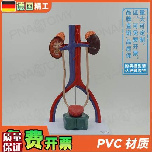 德国】人体膀胱肾脏n输尿管尿道泌尿生殖系统动静脉解剖模型泌
