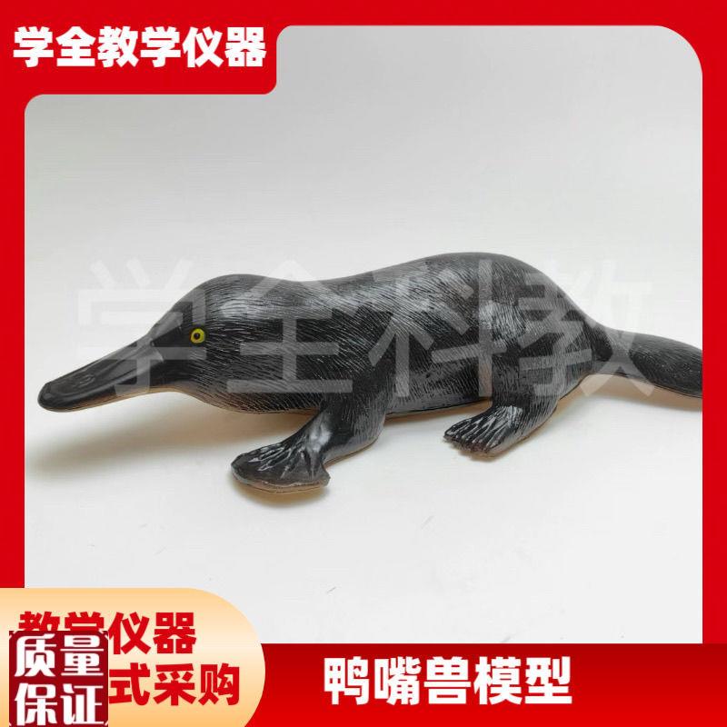 3237鸭c嘴兽模型初高中生物教学演示科教仪器动物模型pvc制作无