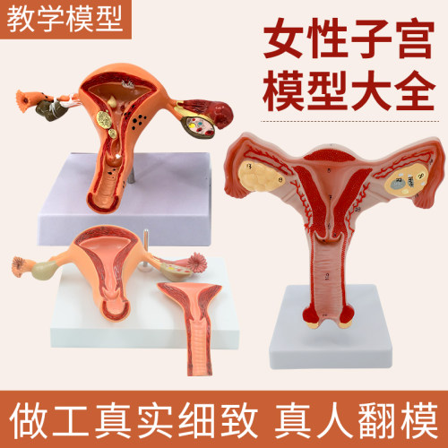 人体女性生殖子宫解剖病理模型 阴道卵巢教学模型 妇W科生殖科教