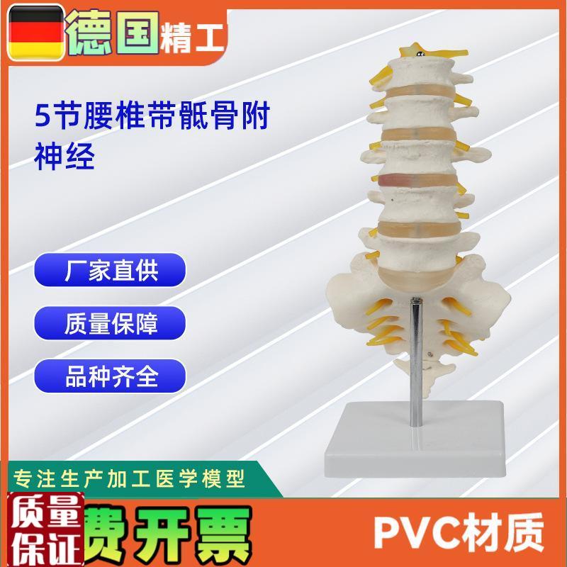 5节腰椎带骶骨附神经骨科教K学展示教具可做分