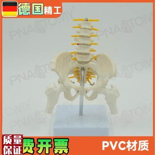 小型5节腰椎带骨盆n股骨脊神经骨骼模型妇产科骨科疼痛科标