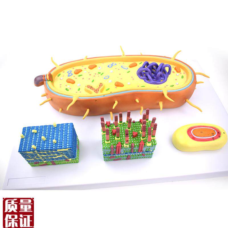 细菌放大模型革兰氏p阳性菌革兰氏阴性菌生物教学器材病原微