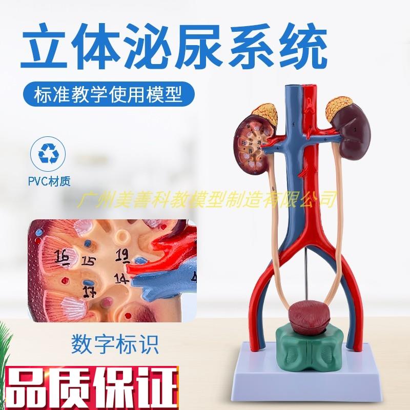 人体泌尿系统模型输尿管t膀胱尿道动静脉肾解剖医学生殖系统立体