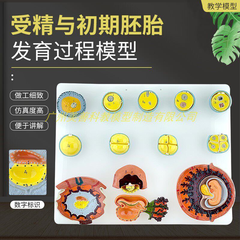 人体受精与初期胚胎发育过t程组织胚胎教学演示模型受精卵胎盘卵