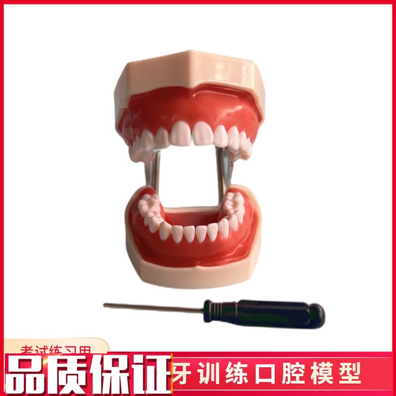 口腔教学牙齿模型仿真树r脂离体牙模考试窝沟备牙练习口腔仿真头