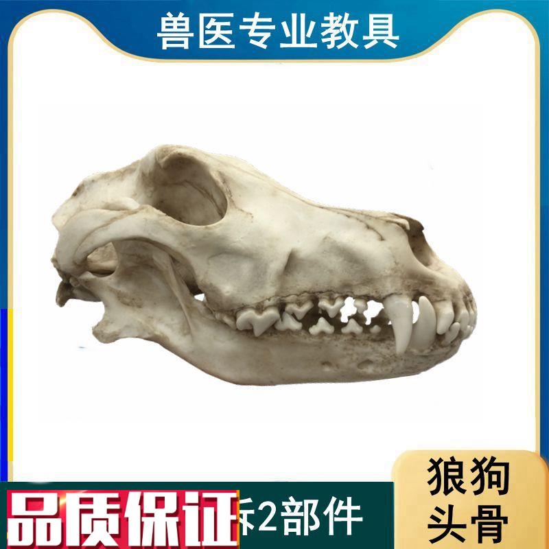 狼狗头骨模型真实k倒模口腔牙齿下颌骨活动仿真动物颅骨标本摆件