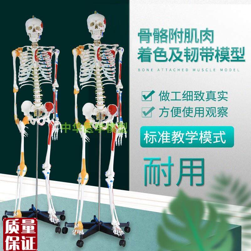 人体骨骼模型170cm付椎间盘神经肌肉着色及韧带模型Z骷髅骨架标