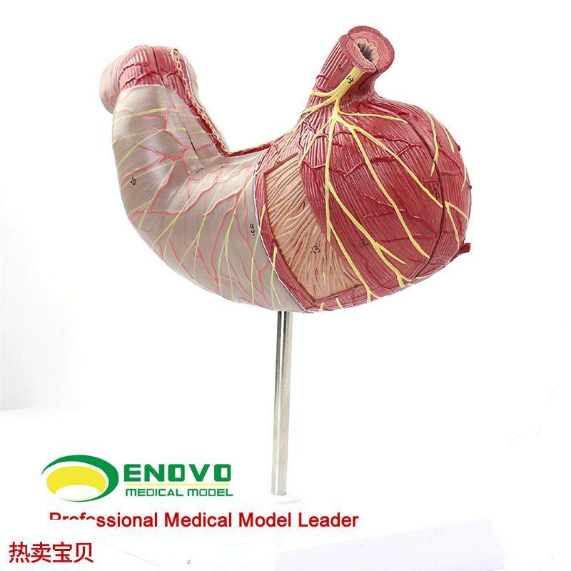 ENOVO颐f诺人体胃解剖模型人体消化解剖系统医学器官消化内科模型
