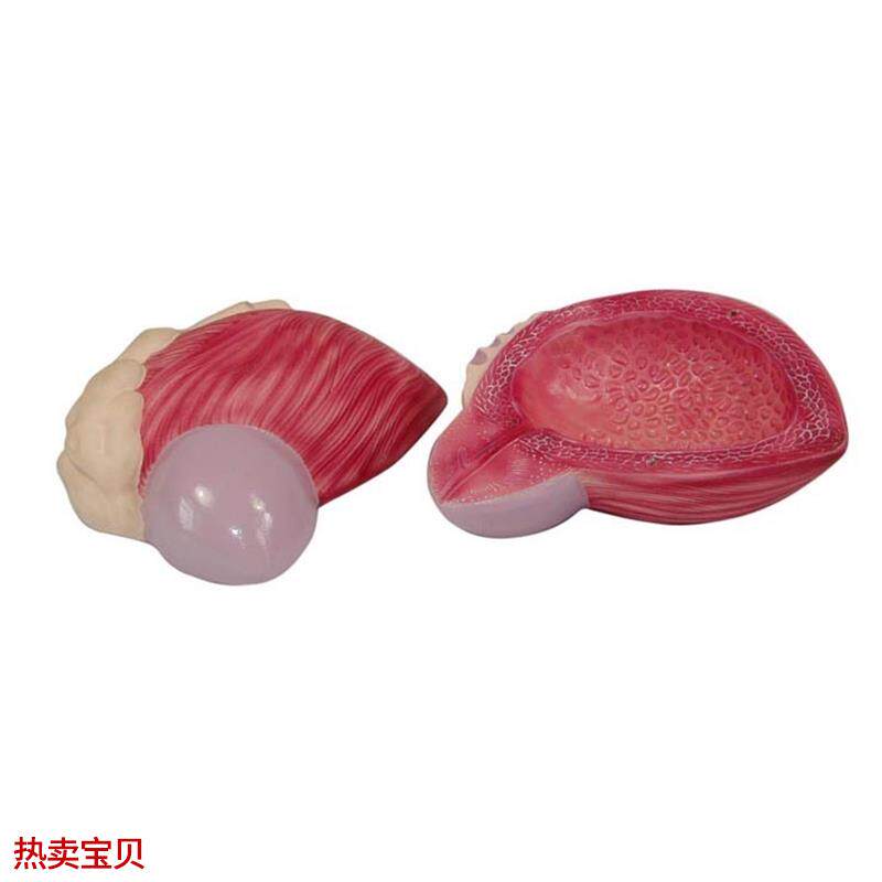 膀胱模型男性膀胱前列.腺放大模B型泌尿生殖系统构造教学医学教具