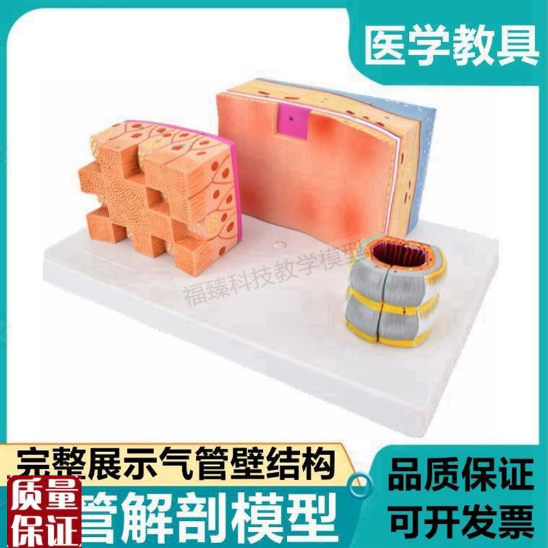 气管壁解剖软骨平滑肌纤维结缔组织支气管树肺段喉Y人体呼吸道病