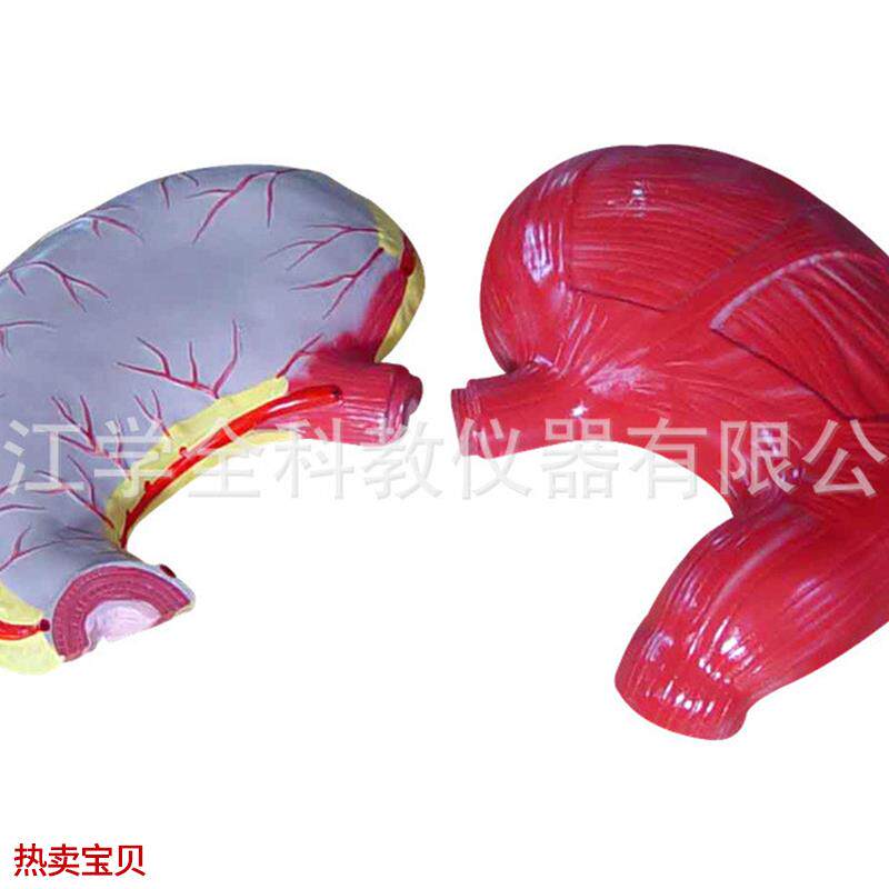 胃解剖模型生物模型初高中生物G实验器材中学生物教学仪器