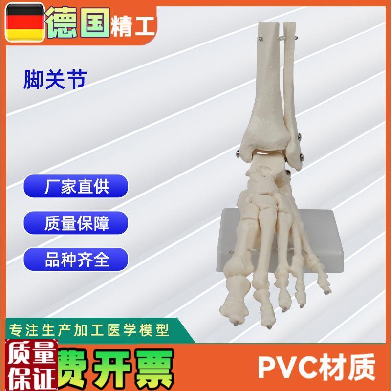 脚骨关节模i型人体关节模型教学模型脚