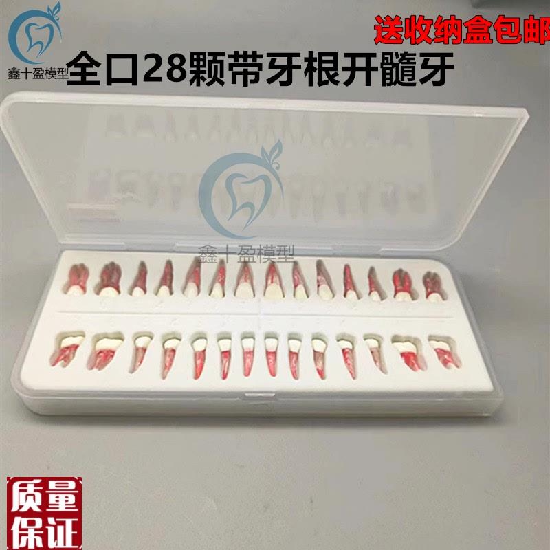 口腔执考练习离体牙根扩修复开髓F根管牙粒带牙根全口28颗包