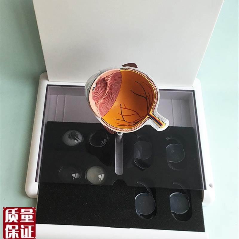 眼睛模型晶片虹膜器官解剖白内障光L学教仪医用医学教学教