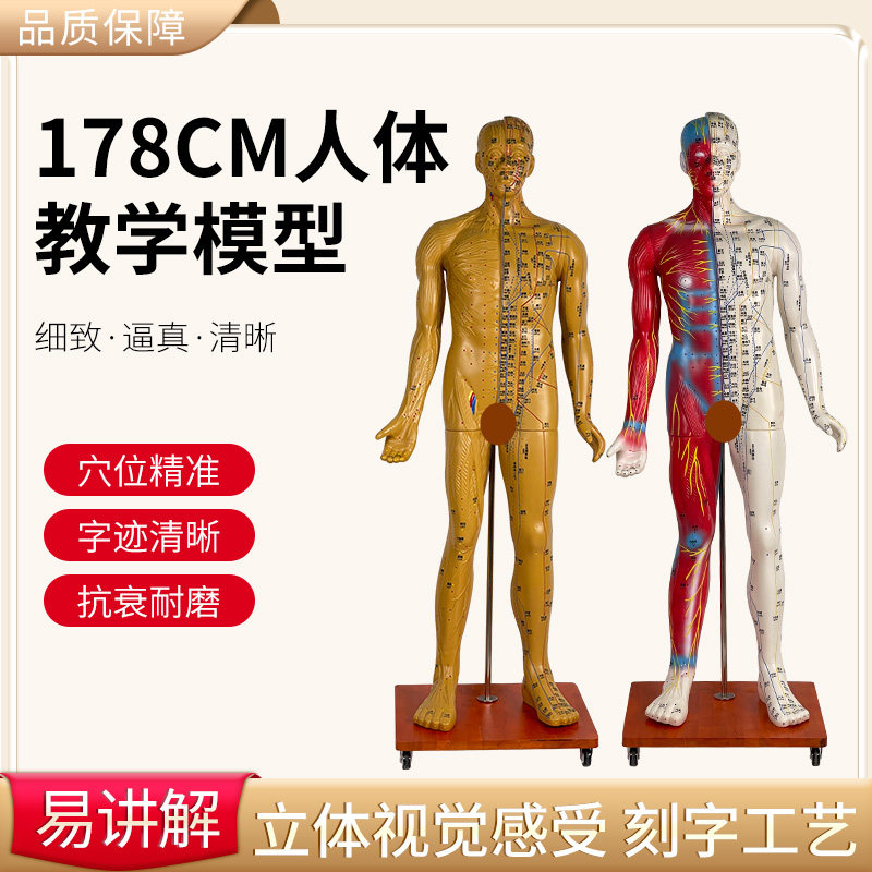 人体穴位模型17j8CM半肌肉显示针灸模型肌肉解剖 成人1:1经络模型