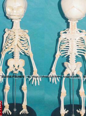 胎儿骨骼模型人体骨骼骨架模型骨骼教学模型WSMD002