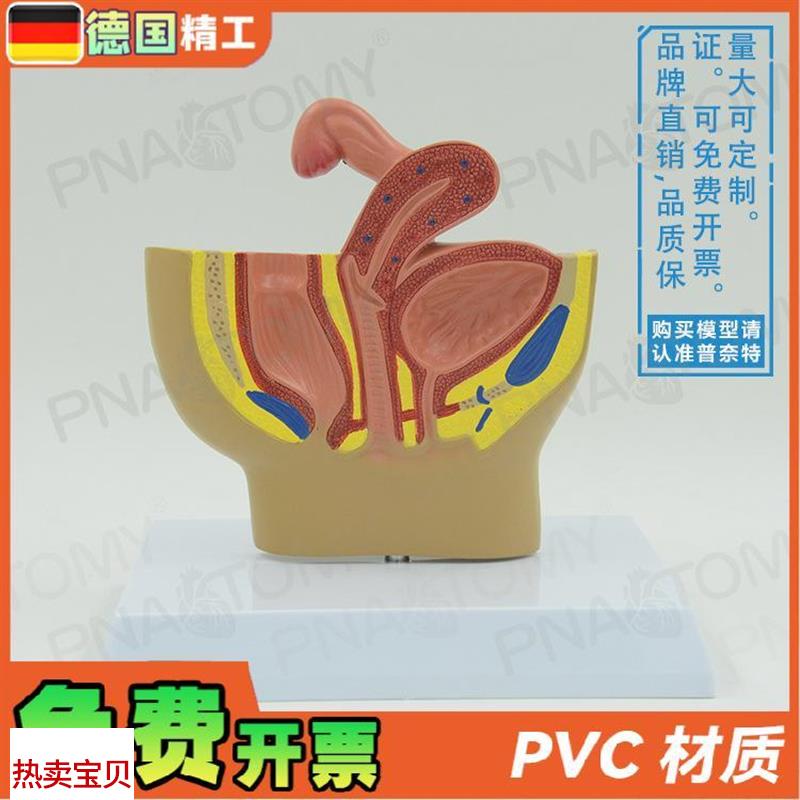 德国】女性盆腔生殖n系统输卵管膀胱阴道直肠切面解剖模型妇科计