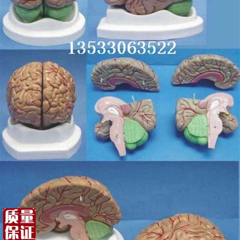成人脑解剖结构模型器官医用教学讲解Z人体标本模