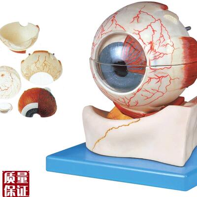 眼球构造放大模v型A17103解剖模