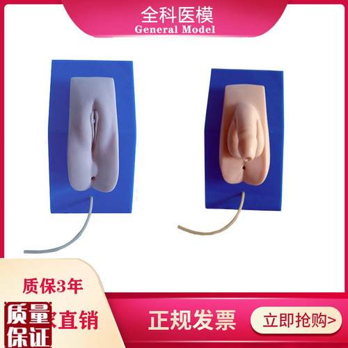 着装式男女性导尿模型s男女内外生殖器导尿医学教学训练模