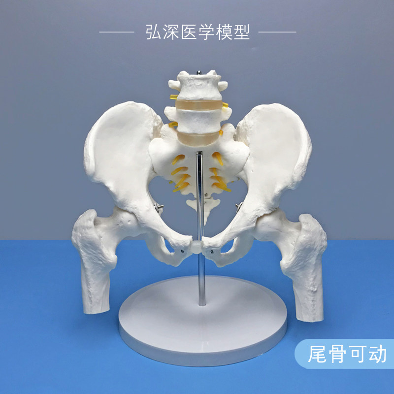人体骨盆带二节腰椎模型尾骨骼可活D动股骨盆骨科关节神经医学教