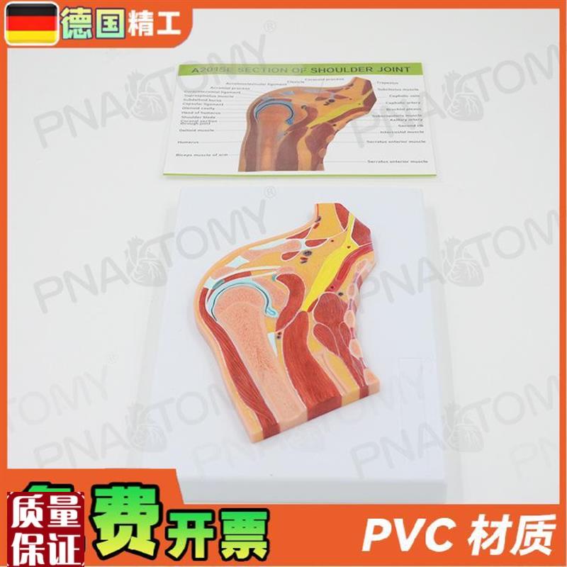 德国人体肩关g节骨骼肌肉剖面球窝关节切面MRI关节构造模型骨科