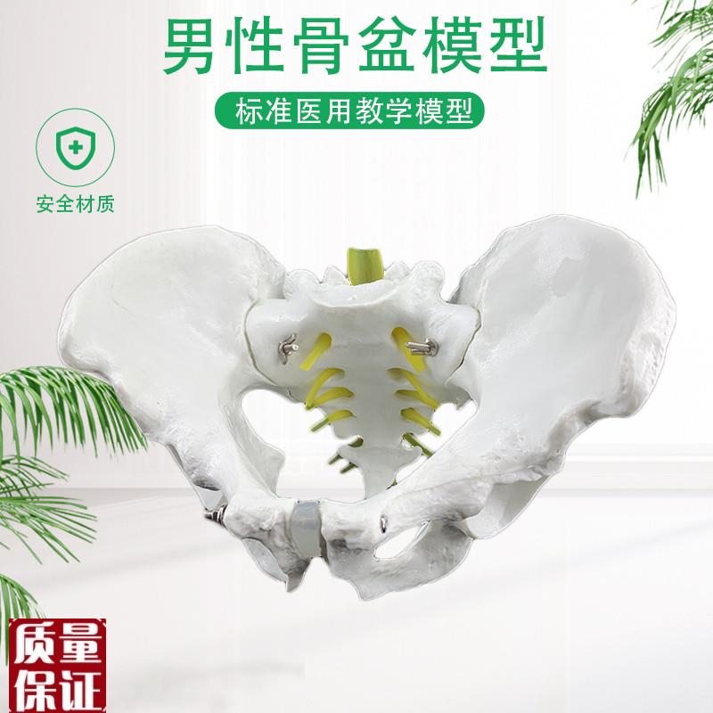 人体自然大骨盆模型1:1自然z大盆骨模型骨盆男性骨盆模型骨骼模