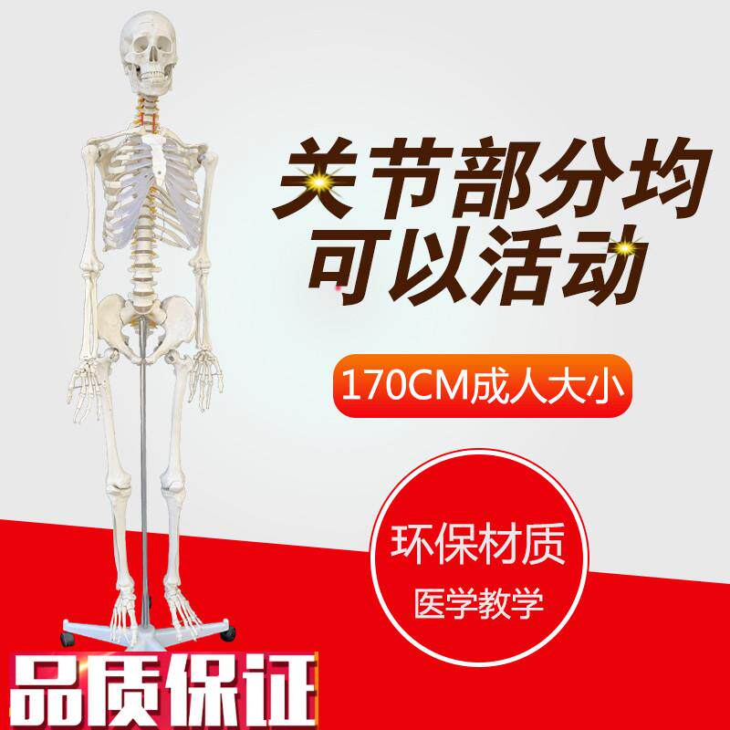 包邮美术艺用f医科教学模型170cm人体大骨骼模型骨架解剖关节模型